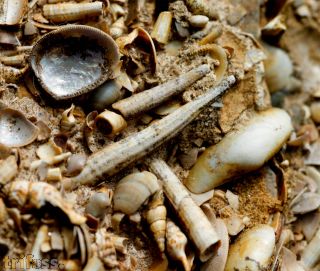 Dentalium polypleurum SEYFERT