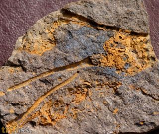 Dendrocystites barrandei (Bather, 1889)
