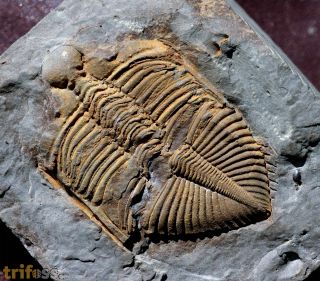 Coronocephalus gaoluoensis (Wu, 1979)