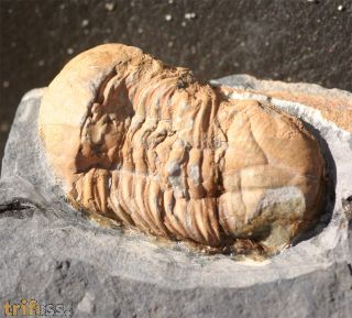 Illaenula vietnamica (MAXIMOVA, 1965)