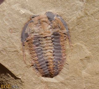 Euloma sp.