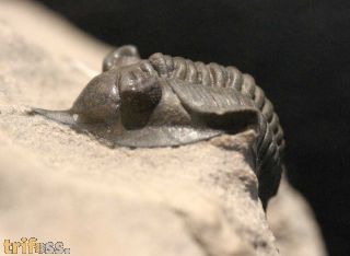 Pseudocryphaeus quaterspinosus MORZADEC, 2001