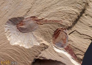 Canadaspis laevigata Hou & Bergstrm, 1991