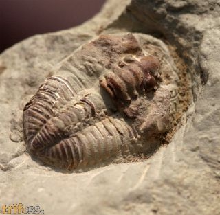 Tapinocalymene nodulosa (SHIRLEY, 1936)