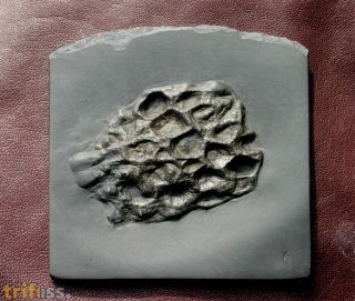 Pleurodictyum sp.