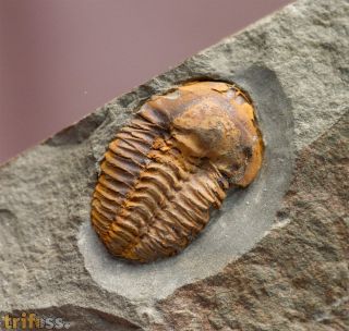 Agraulos ceticephalus (Barrande, 1846)
