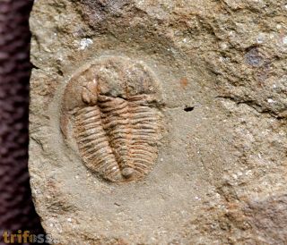 Lobocephalina emmrichi  (Barrande, 1846)