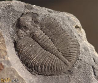 Ogygiocarella debuchii BRONGNIART, 1822