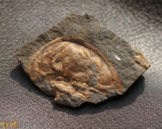 Mesolenellus svalbardensis (Kielan,1960)
