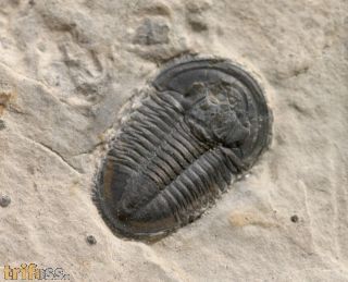 Asaphiscus wheeleri MEEK, 1873