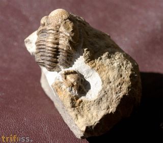 Geesops schlotheimi (BRONN, 1825) & (?)Radiaspis comes