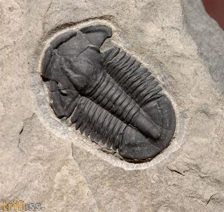 Asaphiscus wheeleri MEEK, 1873
