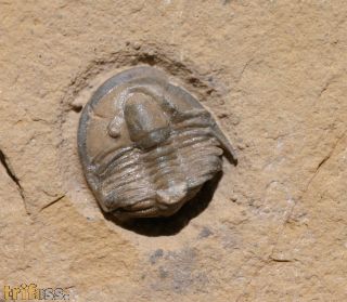 Cedaria minor (WALCOTT, 1916)