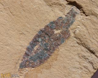 Emeraldella sp.