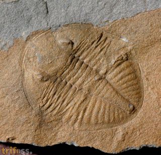 Ogyginus corndensis (MURCHISON,1839)