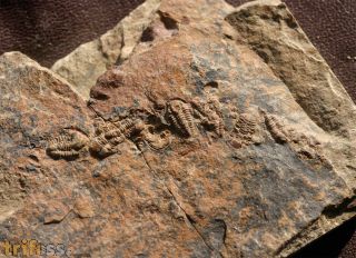 Agerina sp.