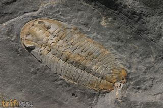 Eodalmanitina destombesi HENRY, 1966