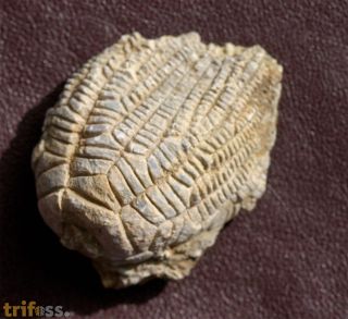 Zeacrinites sp