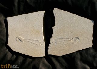 Mecochirus longimanatus SCHLOTHEIM, 1820