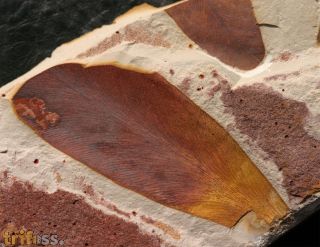 Glossopteris brownii (Brongniart,1838)