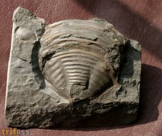 Burmeisterella vixarmata WENNDORF 1990