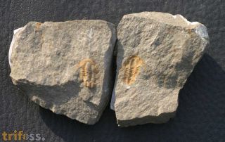Kymataspis arenosa GEYER, 1990