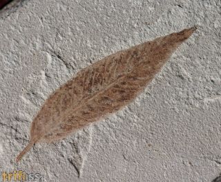 Cedrelospermum nervosum (Newberry, 1883)