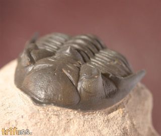 Metacanthina issoumourensis Morzardec 2001