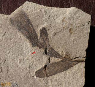 Cardiospermum coloradensis (Knowlton, 1923)