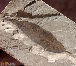 Cedrelospermum nervosum (Newberry, 1883)