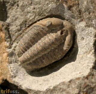 Parabathycheilus sp.