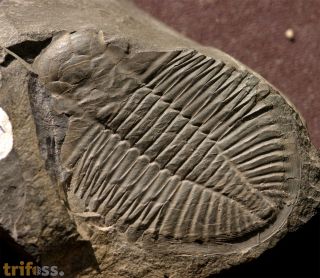 Ogygiocarella debuchii BRONGNIART, 1822