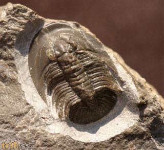Tropidocoryphe sp.