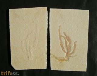 Codites elongatus STERNBERG