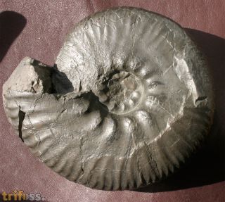 Prodichotomites hollwedensis (KEMPER, 1978)