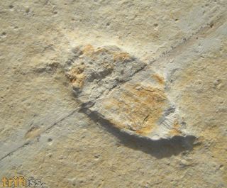 ?Palaeoheteroptera lapidaria WEYENBERGH 1869