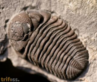 Eldredgeops rana (Green, 1832)