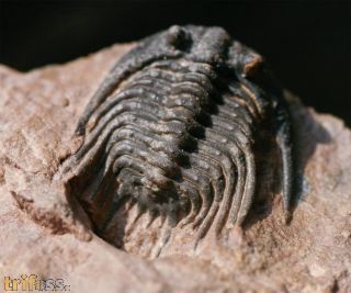 Leonaspis sp.