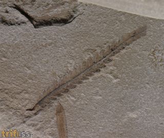Gleichenia sp
