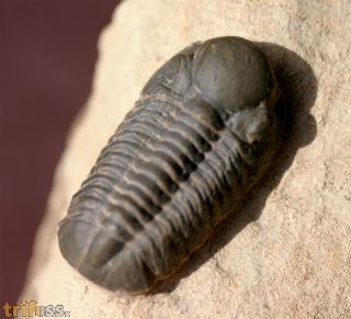 Reedops pembertoni (McKellar et.al. 2009)