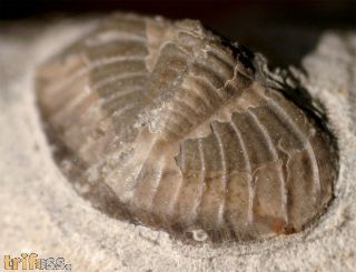 Tropidocoryphe barroisi (MAILLIEUX,1904)
