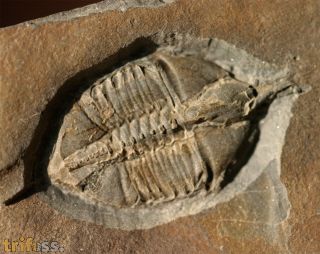 Ampyx linleyensis WHITTARD, 1955