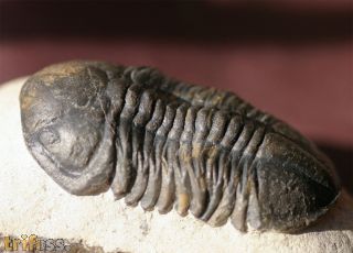 Struveaspis sp.