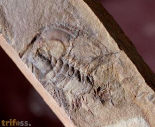 Zacanthoides typicalis (Walcott, 1886)