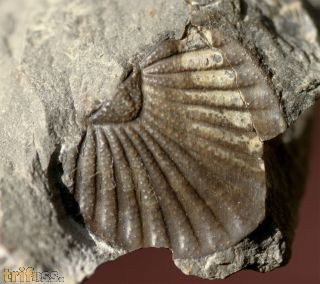 Calycoscutellum grafi BASSE, 2004
