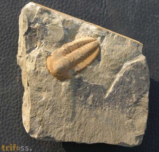 Kingapis cf. sarhroensis   GEYER 1990