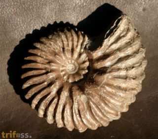 Hoplites dentatus (SOWERBY, 1821)