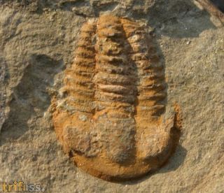 Ornamentaspis crassilimbata GEYER 1990