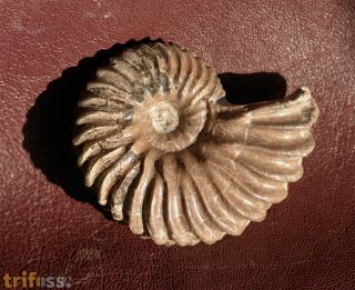 Hoplites dentatus (SOWERBY, 1821)