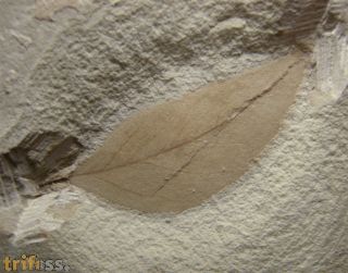 Gymnocladus hesperia (BROWN)